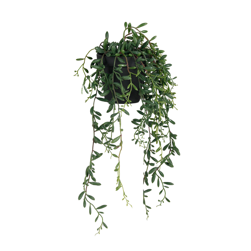 Potted String of Bananas