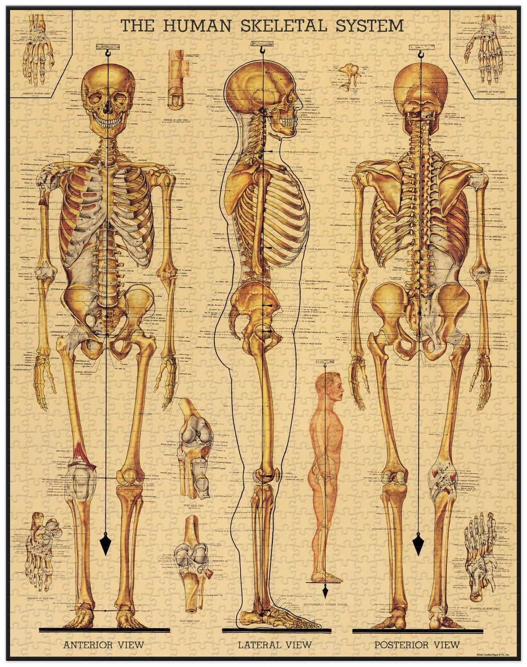 Cavallini Skeletal System Puzzle