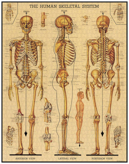 Cavallini Skeletal System Puzzle
