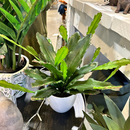 Epiphyllum Plant - White Pot | Artificial Plants NZ | Avisons