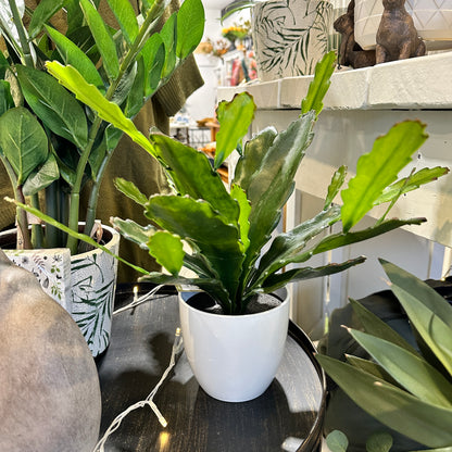 Epiphyllum Plant - White Pot | Artificial Plants NZ | Avisons